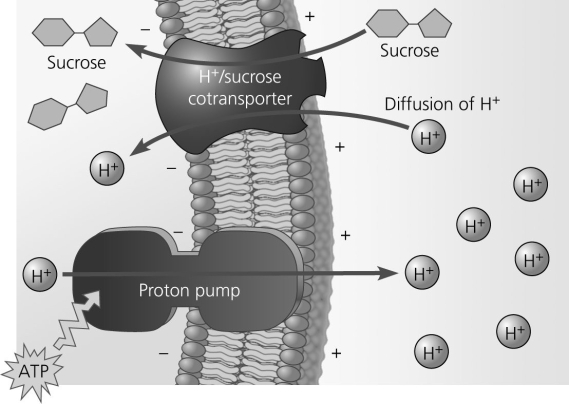 Based on the below figure, which of these experimental treatments would increase the rate of sucrose transport into a plant cell?   A)  decreasing extracellular sucrose concentration B)  decreasing extracellular pH C)  decreasing cytoplasmic pH D)  adding a substance that makes the membrane more permeable to hydrogen ions 