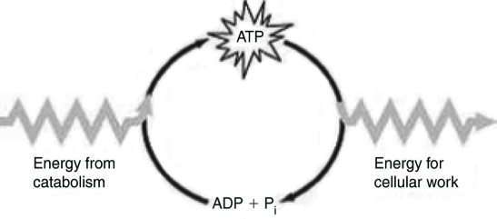   Which of the following statements best summarizes the figure above? A)  Energy from catabolism can be used directly for performing cellular work. B)  ADP +   i are molecules that store energy for catabolism. C)  ATP is a molecule that acts as an intermediary to store energy for cellular work. D)    i acts as a shuttle molecule to move energy from ATP to ADP. 
