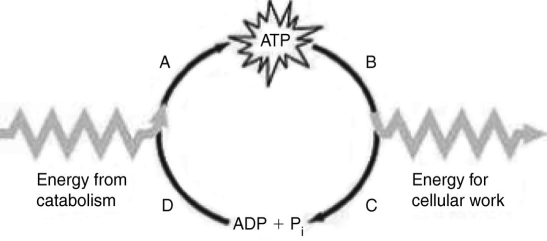   Which of the following statements best summarizes how the ATP cycle illustrated in the accompanying figure functions in cells? A)  The cycle is used to regenerate ATP. B)  The cycle is used to recycle energy released by ATP hydrolysis. C)  The cycle is used to provide energy for catabolism. D)  The cycle is used primarily to generate heat. 