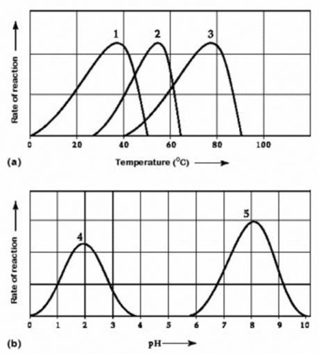 Use the following information to answer the question below.   Activity of various enzymes at various temperatures (A)  and at various pH (b)  Which temperature and pH profile curves on the graphs are most likely associated with an enzyme isolated from a human stomach where conditions are strongly acidic? A)  curves 1 and 4 B)  curves 1 and 5 C)  curves 2 and 4 D)  curves 3 and 4 