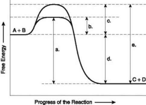 Use the following information to answer the question below.   The figure illustrates the energy states associated with the reaction A + B ↔ C + D. Which of the lower-case letters in the figure represents a free energy change that would be the same in either an enzyme-catalyzed or a noncatalyzed reaction? A)  a B)  b C)  c D)  d 