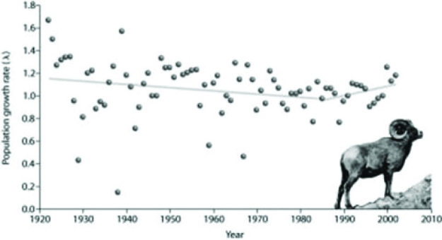 Use the following figure to answer the question.   Five new individuals were added to a small population of bighorn sheep in 1986, and ten more were added between 1990 and 1994. Based upon evidence in the figure, which of the following changes in this population can be attributed to the additions? A)  the population increased exponentially B)  the population increased in overall numbers C)  the population growth rate increased D)  the population growth rate continued to decline 