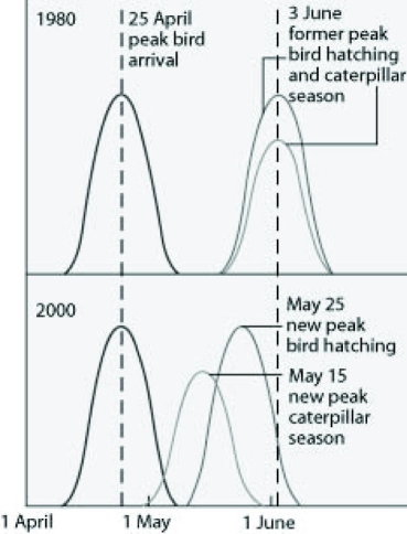 Use the following graph and information to answer the question. Flycatcher birds that migrate from Africa to Europe feed their chicks a diet that is almost exclusively moth caterpillars. The graph shows the peak dates of flycatcher arrival in Europe, bird hatching, and peak caterpillar season for the years 1980 and 2000. The y-axis is a measure of the abundance of birds, hatching chicks, and caterpillars.   The shift in the peak of caterpillar season is most likely due to ________. A)  earlier migration returns of flycatchers B)  an innate change in the biological clock of the caterpillars C)  global climate change D)  acid precipitation in Europe 