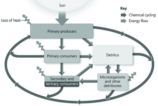 Use the figure to answer the question:   Which arrow, if representing magnitude, should show the largest biomass exiting primary producers? A)  arrow leading to primary consumers B)  arrow leading to detritus C)  arrow leading back to primary producers D)  loss of heat arrow 