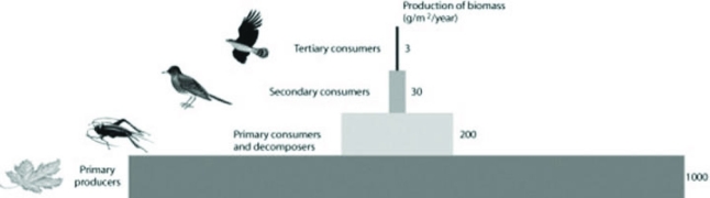 Use the following figure to answer the question.   Which of the following claims is most consistent with the figure regarding productivity in this ecosystem? A)  Primary consumers consume less biomass than secondary consumers. B)  Between 80% and 90% of the energy is lost between most trophic levels. C)  Between 10% and 20% of the energy is lost between most trophic levels. D)  Productivity increases with each trophic level. 