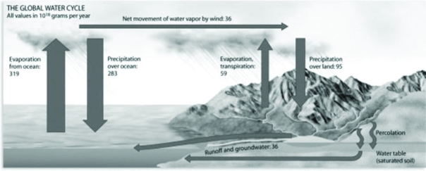 Use the following figure to answer the question.   Based on information provided, which of the following represents the greatest flux of water from one reserve to another? A)  precipitation to the ocean B)  the ocean to the atmosphere C)  runoff in streams and the water table to the ocean D)  evaporation and transpiration of terrestrial vegetation to the atmosphere 