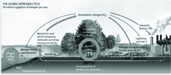Use the following figure to answer the question.   Based on the information provided, which of the following contains the largest source or pool of nitrogen? A)  industrial nitrogen fixation B)  nitrogen lost to the atmosphere C)  internal nitrogen cycling in the oceans D)  nitrogen fixation by bacteria 