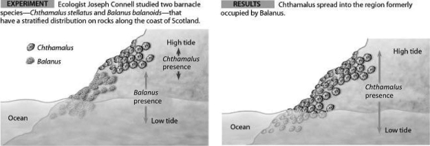 Use the figures to answer the following question.   In this experiment, Balanus balanoides (a species of barnacle) , was removed from the habitat shown on the left. Which of the following statements is consistent with the experimental results (see the diagram on the right) ? A)  The fundamental and realized niches of B. balanoides and C. stellatus are identical. B)  The fundamental and realized niches of B. balanoides and C. stellatus are different. C)  The fundamental and realized niches of B. balanoides are different, but the fundamental and realized niches of C. stellatus are identical. D)  The fundamental and realized niches of C. stellatus are different. 