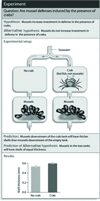 Use the figure to answer the following question.   Which of the following conclusions is best supported from the experimental evidence in the figure? A)  Without direct contact, mussels can sense the presence of crabs. B)  Mussels can sense the presence of crabs only visually. C)  Mussels are increasing their shell thickness in response to water current. D)  Crabs hunt for mussels by focusing on the chemicals they emit into the water. 