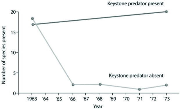 Use the graph to answer the following question.   Which of the following is the best conclusion about the effect of a keystone species, based on the graphed data? A)  A keystone species has little interaction with other species in an environment. B)  Removing a keystone species from the community drastically reduces species richness. C)  Adding a keystone species to the community will make it more diverse. D)  Removing a keystone species from the community will eventually allow for the invasion of a new species. 