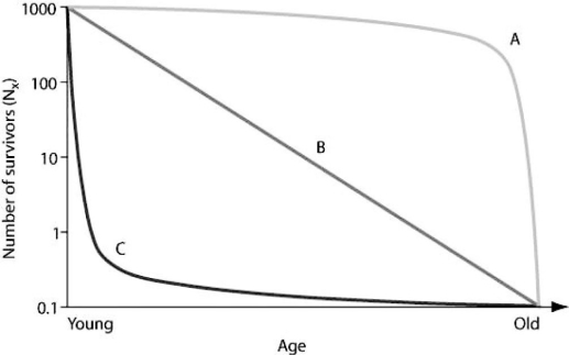 Use the graph to answer the following question.   Which survivorship curve most closely models a population of mice in which females consistently give birth to a large number of offspring, and the mortality rate of the offspring is fairly regular during each year of their lives, regardless of their age? A)  curve A B)  curve B C)  curve C D)  curves A or C 