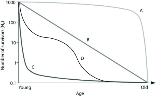 Use the graph to answer the following question.   In the figure, which of the following survivorship curves is most consistent with humans who are living in developed countries where most of the population has consistent access to resources such as food, water, shelter and health care? A)  curve A B)  curve B C)  curve C D)  curve D 