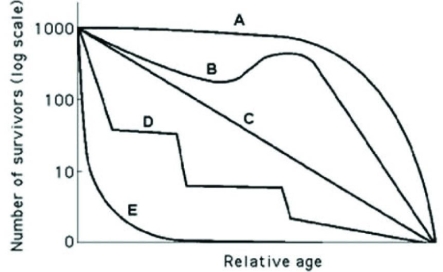 Use the hypothetical or idealized survivorship curves in the figure to answer the following question.   Which of the following curves best describes survivorship in a typical elephant population? A)  A B)  B C)  C D)  D 