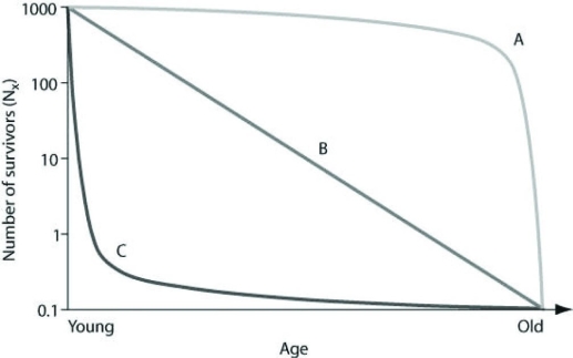 Use the graph to answer the following question.   Which of the following examples are plausible explanations for a population that would produce curve A in the figure? A)  ongoing predation of pocket gophers throughout their lives B)  susceptibility of middle-aged humans to heart disease C)  higher predation success by wolves of older, slower elk D)  high seedling mortality in sunflowers 