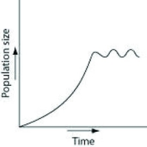 In the process of researching how to manage a large game ranch, historical accounts indicated that a species of deer that once lived there had been extirpated. After doing some research to determine what might be an appropriately sized founding population, managers reintroduced deer to the ranch. The population then increased for several generations, and the managers graphed the number of individuals (vertical axis)  against time, or the number of generations (horizontal axis) . If no natural predators are impacting the population, which of the following graphs best represents the population? A)    B)    C)    D)    