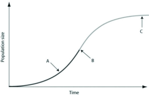 Use the graph to answer the following question.   In the figure, which of the arrows represents the carrying capacity? A)  arrow A B)  arrow B C)  arrow C D)  the period of time prior up to arrow A 