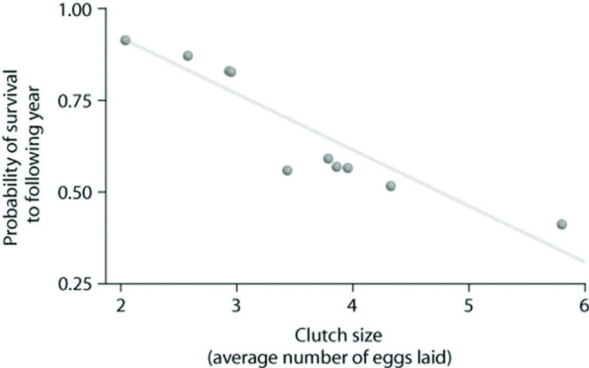 Use the graph to answer the following question.   Based on the data graphed here, which size clutch would likely result in the highest estimated overall reproductive success (fecundity)  after one year? A)  2 B)  3 C)  4 D)  6 