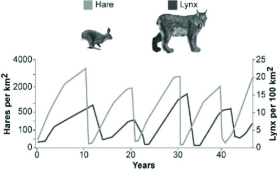 Use the graph to answer the following question.   Which hypothesis is most consistent with these data on hare and lynx populations in the graph? A)  Hares decrease in number just before lynx population size begins to increase. B)  Lynx likely control hare population density. C)  Lynx and hare populations are independent of each other. D)  The relationship between the populations cannot be determined only from this graph. 