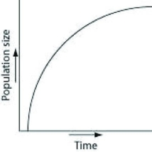 Which of the following graphs illustrates the growth over several seasons of a population of snowshoe hares that were introduced to an appropriate habitat also inhabited by predators in northern Canada? A)    B)    C)    D)    