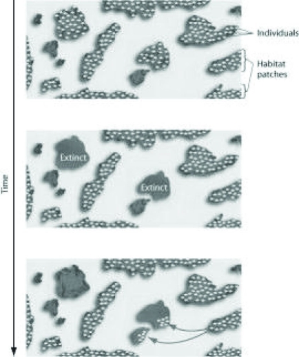 Use the figure to answer the following question.   Which of the following topics is represented by the figures showing the fate of individuals in distinct habitat patches over time? A)  metapopulations B)  extinction C)  emigration D)  both extinction and emigration 