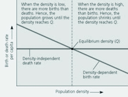 Use the figure to answer the following question.   In the figure, one could depict a different scenario where the death rate per capita was dependent upon (and positively correlated with)  the density of the population, and the birth rate was instead density independent. Which of the following would occur as the density of the population increased? A)  the death rate would decrease and the birth rate would decrease B)  the death rate would increase and the birth rate would decrease C)  the death rate would increase and the birth rate would remain stable D)  the death rate would remain stable and the birth rate would increase 