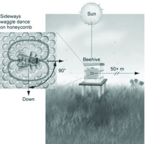Use the following figures to answer the question.   What could you conclude if the honeybee in the figure switched from the  waggle dance  to the  round dance ? A)  The food source is no longer available; all the nectar has been harvested. B)  The preferred food source was farther away than originally communicated. C)  The bee is trying to conserve energy by switching to the round dance. D)  The food source is closer to the hive than originally communicated. 