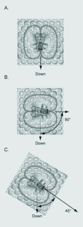 Use the following figures to answer the question.   If the figure shows the dances of bees in a hive at noon on June 21 in the northern hemisphere (the sun is directly north of the hive) , which dance is communicating that the food is to the south of the hive? A)  dance A B)  dance B C)  dance C D)  It is not possible to tell if any of the dances indicate that the food is to the south of the hive. 