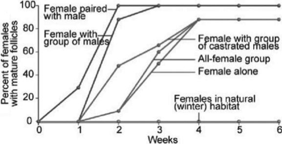 Use the following figure to answer the question.   Based only on the information in the figure, which of the following claims is most consistent with the data? A)  Females produce mature follicles more quickly when paired with one or more males. B)  Females produce mature follicles more quickly when exposed to many males than females paired with a male. C)  Isolated females and females with at least one male produce about the same number of mature follicles at about the same time. D)  After four weeks together, females with males produce mature follicles to the same extent as females without males. 