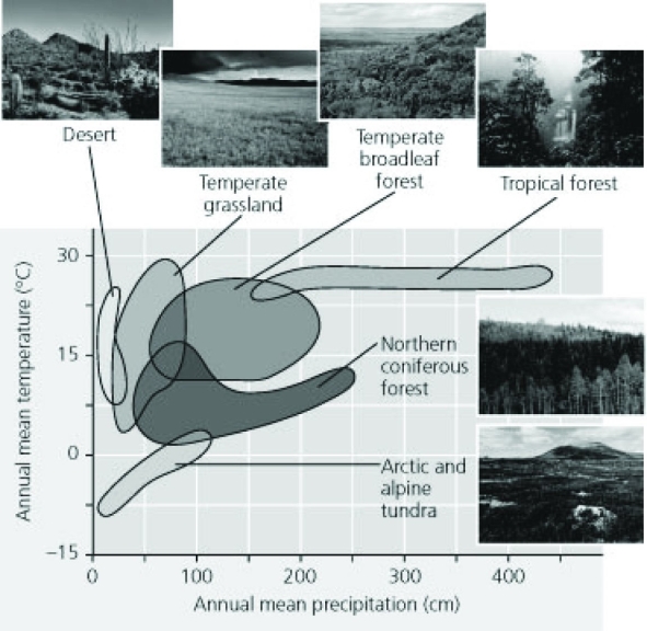 Use the following figures to answer the question below. The diagram is a climograph, which depicts the most likely overlap between mean temperatures and precipitation values that result in the given types of biomes.   East of the Mississippi River in Hopkinsville, Kentucky, the mean annual precipitation is 130cm. The mean annual temperature is 14.3°C. In the winter, the mean temperature is 7.3°C, while in summer it is 20.6°C. Using the climograph shown here, the biome found in Hopkinsville is most likely a ________. A)  temperate rainforest B)  temperate broadleaf forest C)  shrubland during the winter, temperate forest during the summer D)  temperate forest during the winter, tropical seasonal forest during the summer 