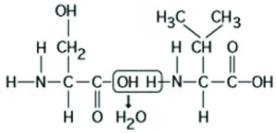 Use the following figure to answer the question.   Which of the following chemical reactions is represented in the figure? A)  is a hydrolysis reaction B)  results in a peptide bond C)  joins two fatty acids together D)  links two polymers to form a monomer 