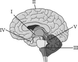 Use the figure to answer the following question.   Which Roman numeral indicates a brain region that controls hand-eye coordination? A)  I B)  II C)  III D)  V 