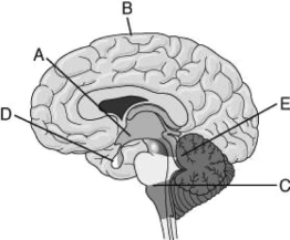 Use the figure to answer the following question.   If a person suffered a serious blow to the head that resulted in damage to the outer layer of brain region B, what might be the expected outcome? A)  The person would be unable to breathe. B)  The person's perception, voluntary movement, and/or learning would be impaired. C)  The person would not be able to detect any light in the environment. D)  Emotional responses would be impaired. 