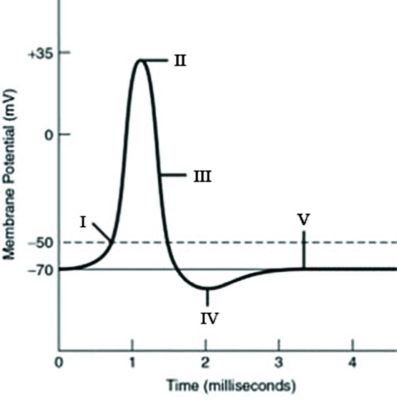 Refer to the following graph of an action potential to answer the question.   Which Roman numeral in the graph indicates the point when the membrane potential is closest to the equilibrium potential for potassium? A)  I B)  II C)  III D)  IV 