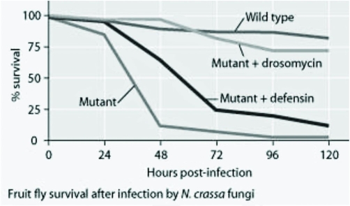 Use the graphs to answer the following question. Mutant fruit flies that do not make antimicrobial peptides were tested for survival after infection with Neurospora crassa fungi or with Micrococcus luteus bacteria. The mutant flies were also transfected with the genes for antimicrobial peptides (drosomycin or defensin)  and tested for survival.     Which of the following hypotheses is best supported using the data? A)  adding the defensin gene to such mutants protects them from death by bacterial infection B)  adding the drosomycin gene to such mutants protects them from death by bacterial infection C)  wild-type flies with the full set of genes for antimicrobial peptides are highly susceptible to both fungal and bacterial pathogens D)  the presence of any single antimicrobial peptide protects against both fungal and bacterial pathogens 