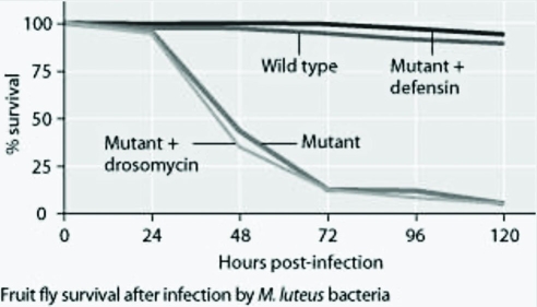 Use the graphs to answer the following question. Mutant fruit flies that do not make antimicrobial peptides were tested for survival after infection with Neurospora crassa fungi or with Micrococcus luteus bacteria. The mutant flies were also transfected with the genes for antimicrobial peptides (drosomycin or defensin)  and tested for survival.     Which of the following hypotheses is best supported using the data? A)  adding the defensin gene to such mutants protects them from death by bacterial infection B)  adding the drosomycin gene to such mutants protects them from death by bacterial infection C)  wild-type flies with the full set of genes for antimicrobial peptides are highly susceptible to both fungal and bacterial pathogens D)  the presence of any single antimicrobial peptide protects against both fungal and bacterial pathogens 
