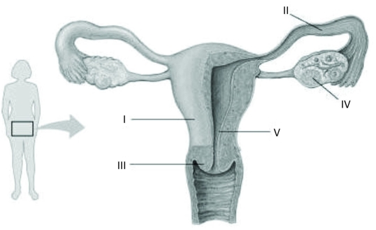 Refer to the following figure, which diagrams the reproductive anatomy of the human female, to answer the question.   In the figure, which letter identifies a structure that is ciliated? A)  I B)  II C)  III D)  IV 