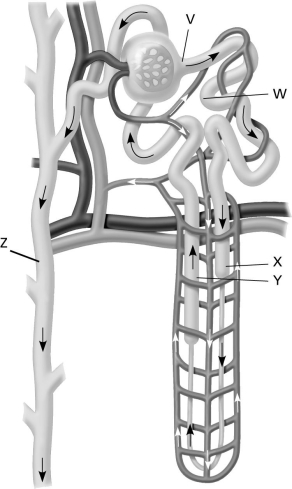 Use the following figure to answer the question.   Which labeled structure is influenced by hormones to change the concentration of the urine? A)  structure W B)  structure X C)  structure Y D)  structure Z 