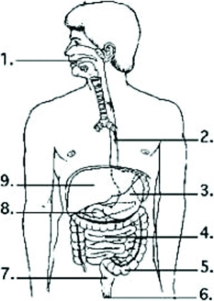   Examine the digestive system structures in the figure. In which labeled structure is the rate of nutrient absorption the highest? A)  1 B)  4 C)  5 D)  8 