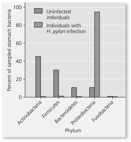Researchers sequenced bacterial DNA found in the stomachs of humans to analyze the human microbiome. They compared the microbiomes of stomachs from healthy humans to those of stomachs from humans infected by H. pylori. What can you conclude from these data?   A)  H. pylori killed the other types of bacteria in the stomach. B)  The number of H. pylori bacteria in infected stomachs is larger than the number of Firmicutes bacteria in uninfected stomachs. C)  H. pylori infections result in reduced diversity of stomach bacteria. D)  Mechanical digestion is negatively affected in infected stomachs. 