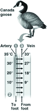 Use the model of circulation in the leg of a Canada goose to answer the following question.   The countercurrent arrangement of blood vessels is an adaptation that allows the goose to ________. A)  minimize heat exchange between the feet and water B)  generate heat using shivering thermogenesis C)  more effectively cool off the goose in the summer D)  conserve heat in the goose's core when the goose is swimming in cold water 