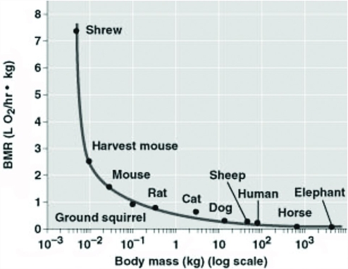 Use the graph to answer the following question.   Which of the following statements is most consistent from the data in the graph? A)  A smaller animal would consume less food per gram of tissue. B)  A smaller animal would consume more food per gram of tissue. C)  An elephant uses more energy than a shrew. D)  A shrew uses more energy than an elephant. 