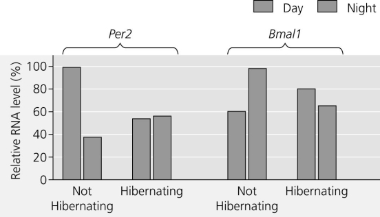 To study circadian rhythms in European hamsters, researchers measured mRNA levels for two clock genes (Per2 and Bmal1)  in individuals who were not hibernating, and therefore had normal body temperature and individuals who were hibernating, and therefore had lower-than-normal body temperature. Both sets of individuals were kept in total darkness. The results are shown in the figure. Which statement is best supported using the data?   A)  At night, during euthermia, there is more Per2 RNA in the hamster than Bmal1 RNA. B)  During hibernation, the clock genes are regulated differently than during euthermia. C)  The Bmal1 gene is only expressed at night during hibernation. D)  The metabolic rate of the hamsters increased during hibernation. 