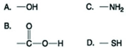 Use the figures to answer the question.   Which functional group shown in the figure can accept protons and raise the pH of the surrounding solution? A)  A B)  B C)  C D)  D 