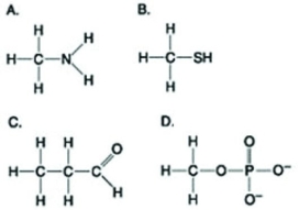 Use the figures to answer the question.   Which molecule shown above contains a functional group that is a part of the principal molecule that stores and transfers energy in cells? A)  A B)  B C)  C D)  D 