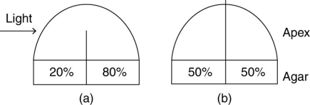 In an experiment investigating phototropism, pieces of shoot apices were applied to small blocks of agar with light shining from one side only. The apices were either partly or completely divided in two with a barrier that also divided the blocks. The figure summarizes the results of the experiment. Numbers indicate the percent of auxin moving from the apex into the agar segment below it.   Which of the following hypotheses is best supported by the data? A)  light destroys auxin B)  auxin diffuses through the plant apoplast C)  auxin is synthesized on the shaded side of the apex D)  auxin can move away from light 