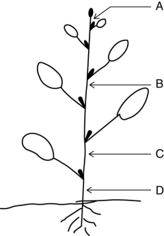 You want to alter the shape of a growing plant, causing it to bend by applying auxin to one side of the stem. Application at which of the following positions, A, B, C, or D would produce the greatest bending?   A)  A B)  B C)  C D)  D 