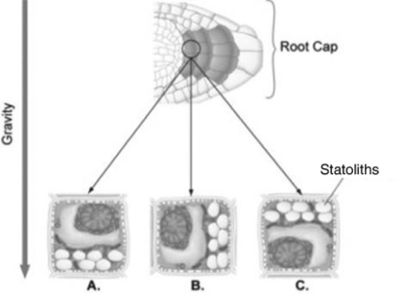 Use the figure to answer the following question.   Suppose you laid a seedling on its side so that the root was parallel to the ground as shown in the figure. Several hours after the change in position, in which labeled position(s) , A, B, or C in the figure, are statoliths most likely to be located? A)  A only B)  B only C)  C only D)  A and C 