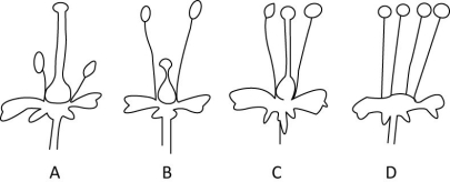 Which of the flowers diagramed below is most likely to be self-compatible?   A)  A B)  B C)  C D)  D 