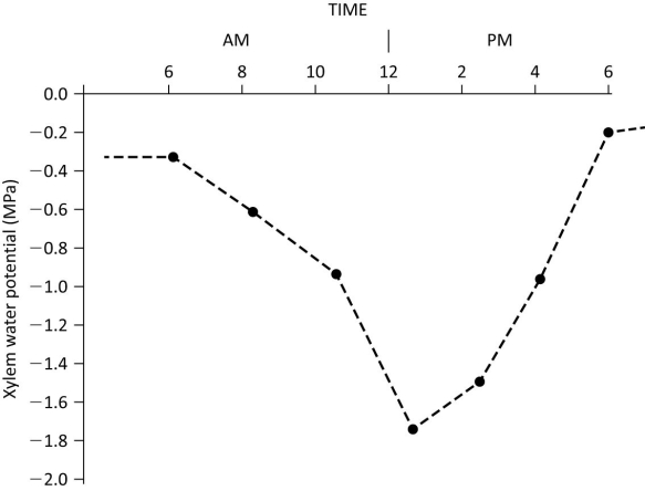 The graph below shows daily water potential in the xylem of a woody plant. Which of the following statements is best supported using the data?   A)  Water potential decreases, beginning around 6 am, because of increased mineral uptake. B)  High water potential results in greater transpiration. C)  Water potential at noon is a reflection of high rates of transpiration. D)  Increasing pressure potential after noon results in decreasing water potential. 