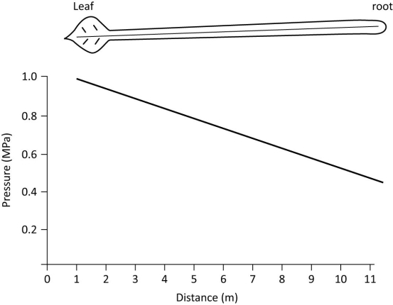 Pressure data, measured from one of the vascular tissue types connecting leaf to root in a 11 m tall tree, is presented in the graph below.   Which of the following is the most appropriate title for this graph? A)  xylem flow from root to leaf B)  xylem flow from leaf to root C)  phloem flow from root to leaf D)  phloem flow from leaf to root 